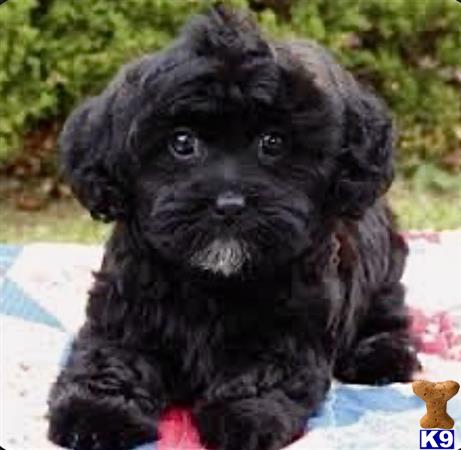 NEW PUPPIES Picture 1